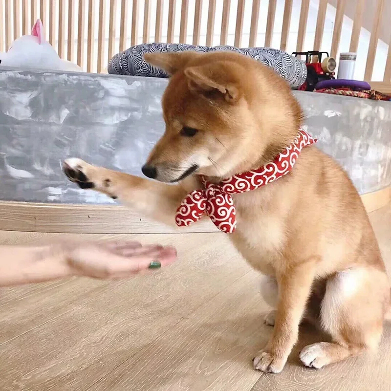 Kühlbandana für Hunde atmungsaktiv & leicht