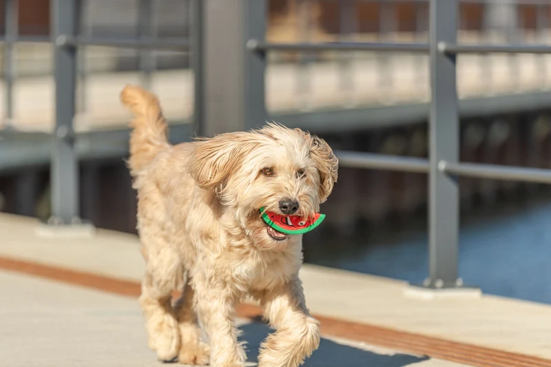 Hundespielzeug Wassermelone aus Latex mit Quietscher