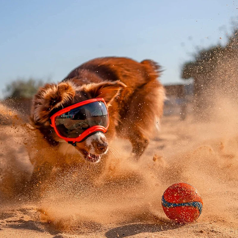 Hundebrille mit UV-Schutz für kleine & große Hunde – winddicht, verstellbar & Anti-Fog