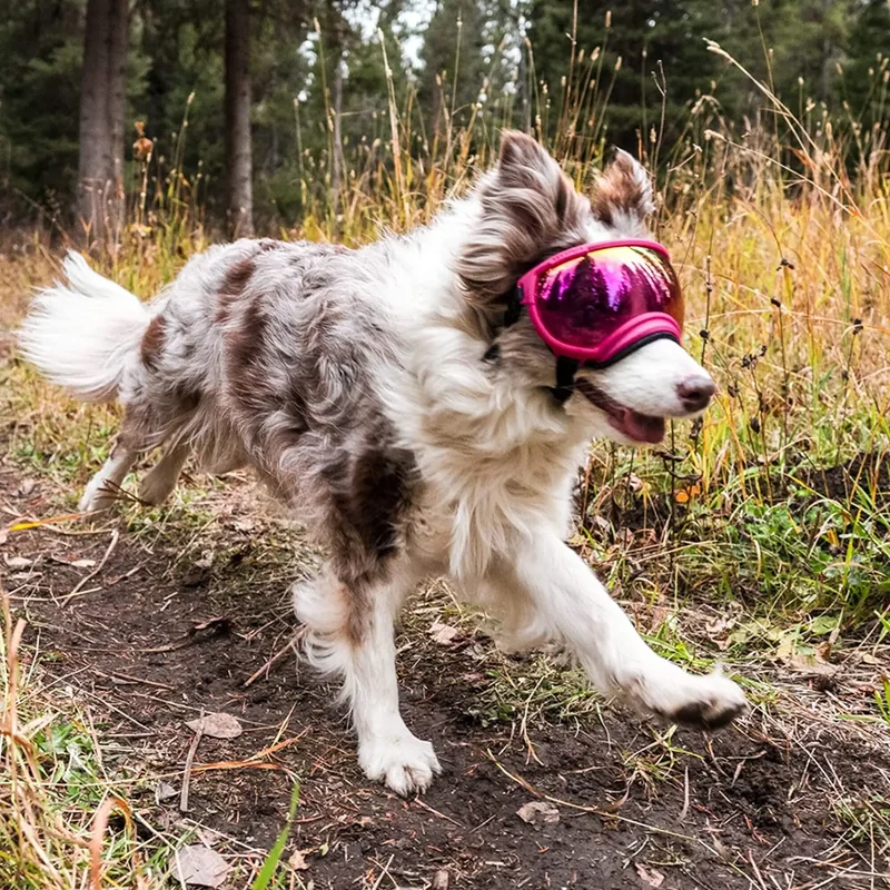 Hundebrille mit UV-Schutz für kleine & große Hunde – winddicht, verstellbar & Anti-Fog