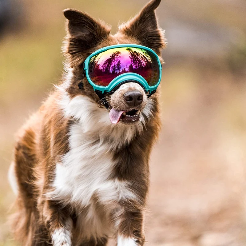 Hundebrille mit UV-Schutz für kleine & große Hunde – winddicht, verstellbar & Anti-Fog