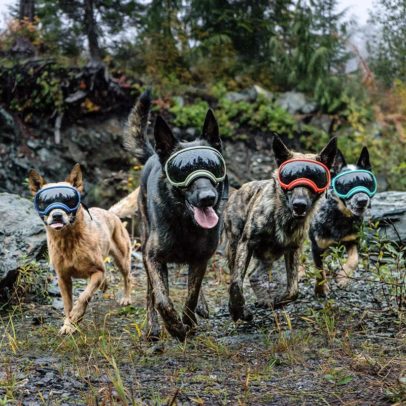 Hundebrille mit UV-Schutz für kleine & große Hunde – winddicht, verstellbar & Anti-Fog