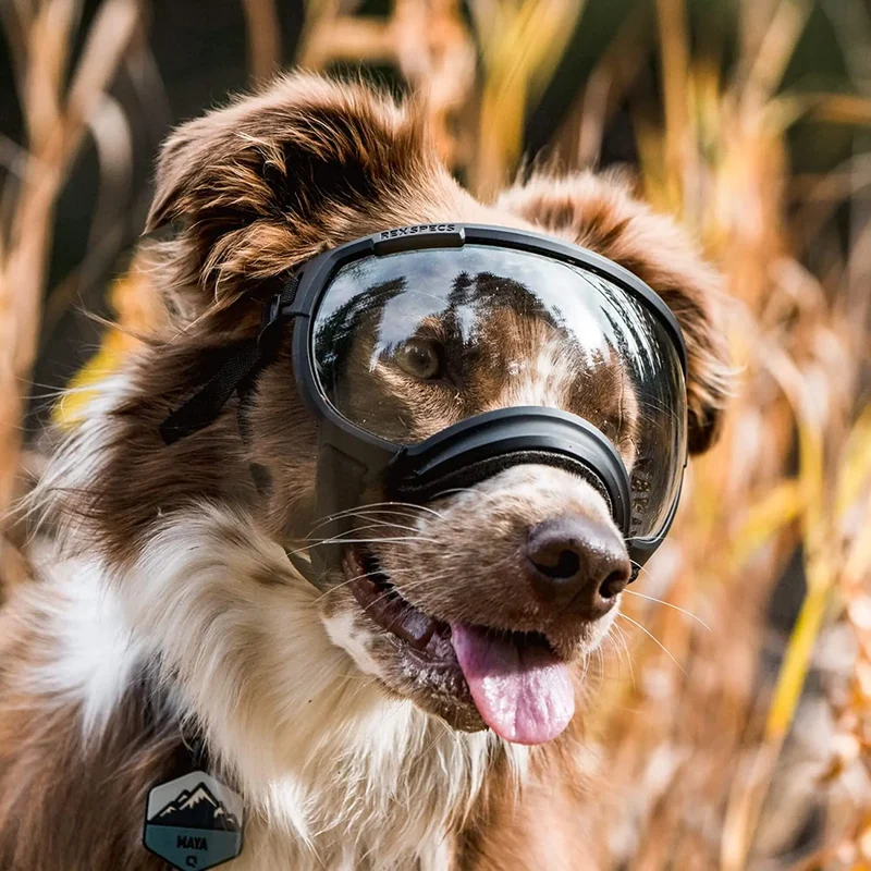 Hundebrille mit UV-Schutz für kleine & große Hunde – winddicht, verstellbar & Anti-Fog