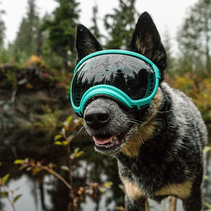 Hundebrille mit UV-Schutz für kleine & große Hunde – winddicht, verstellbar & Anti-Fog