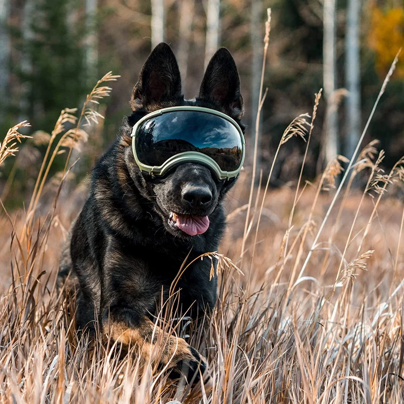 Hundebrille mit UV-Schutz für kleine & große Hunde – winddicht, verstellbar & Anti-Fog