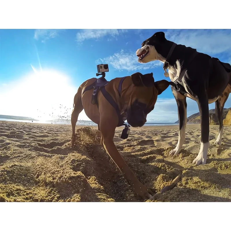 Action-Cam Hundegeschirr mit 360° Perspektive