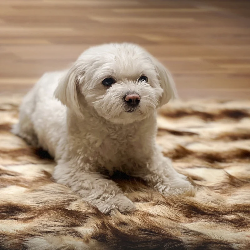 Hundedecke Luxe