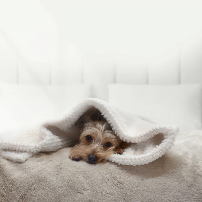Hundedecke Kaisu