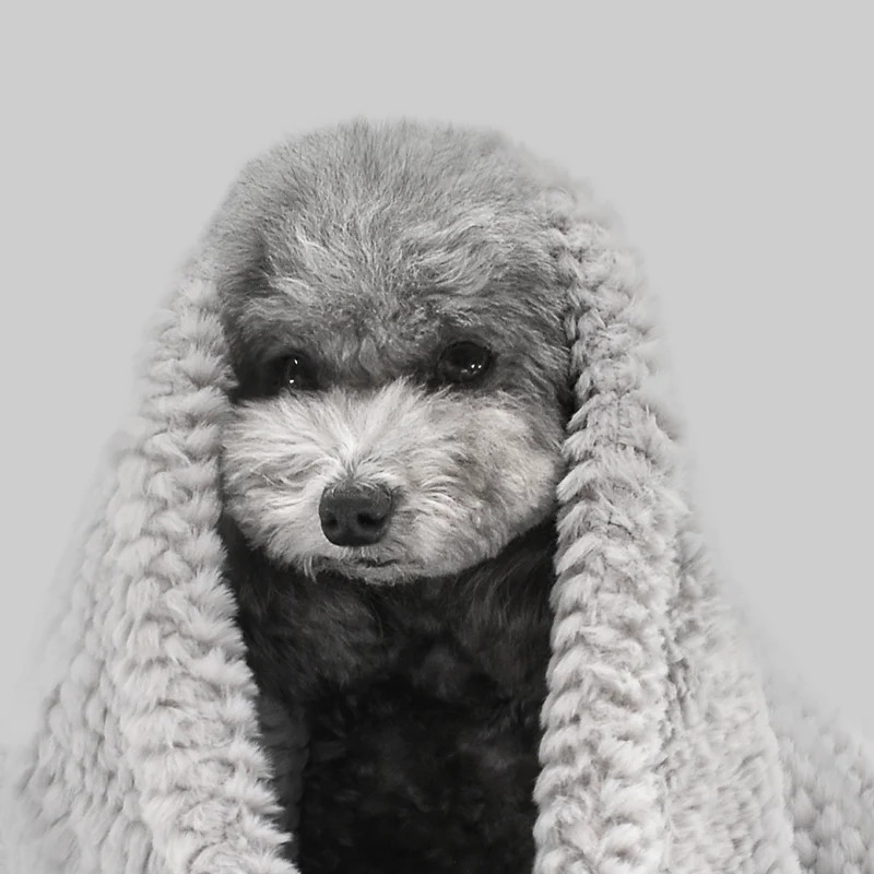 Hundedecke Kaisu