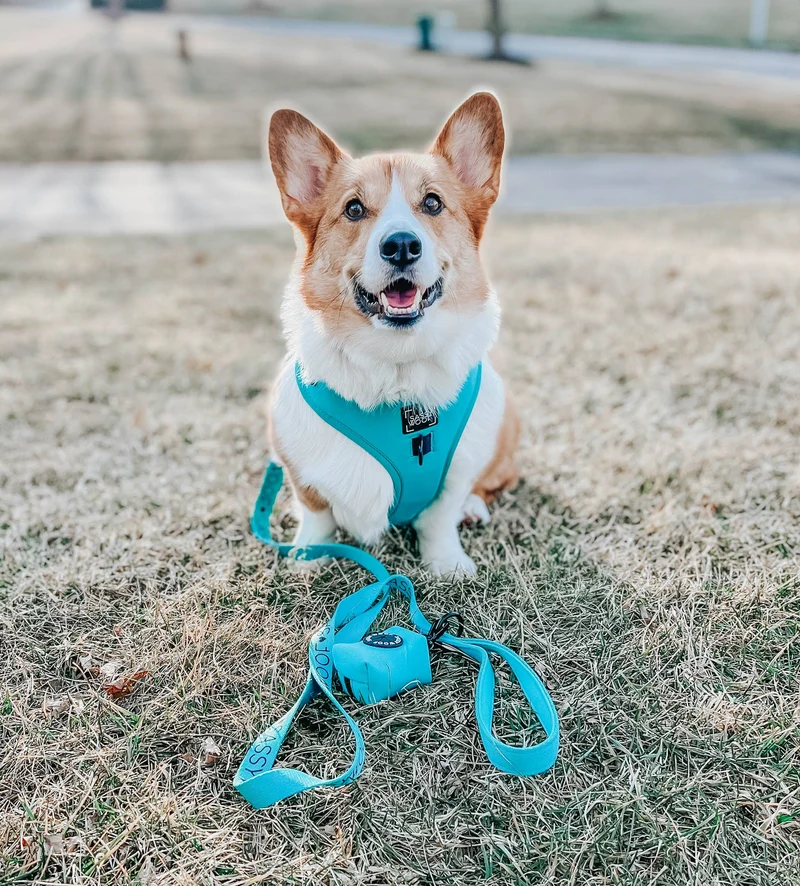 Neon Blue Leash