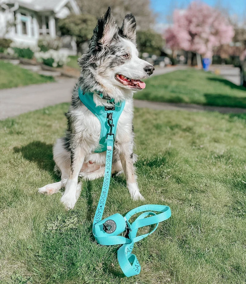 Neon Blue Leash