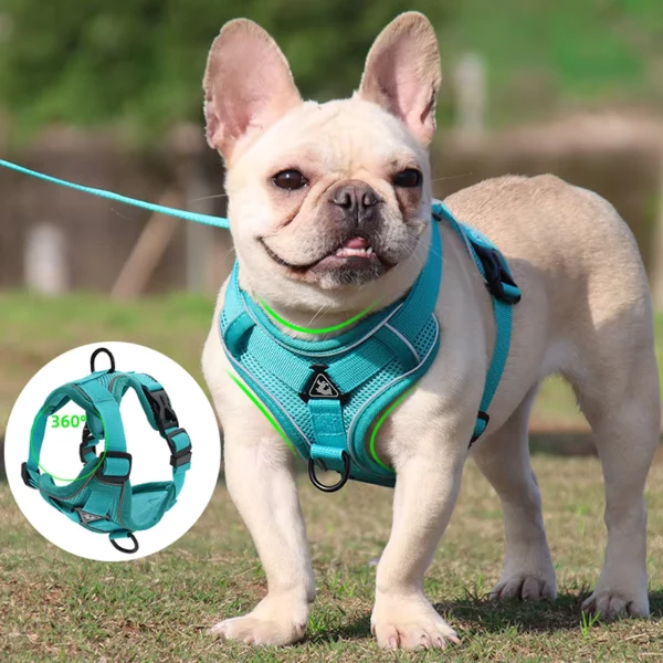 Zugfrei Hundegeschirr & Leinen-Set