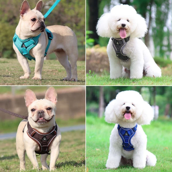 Zugfrei Hundegeschirr & Leinen-Set