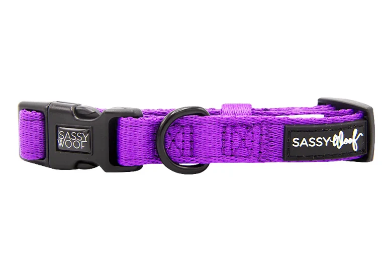 Neon Purple Collar