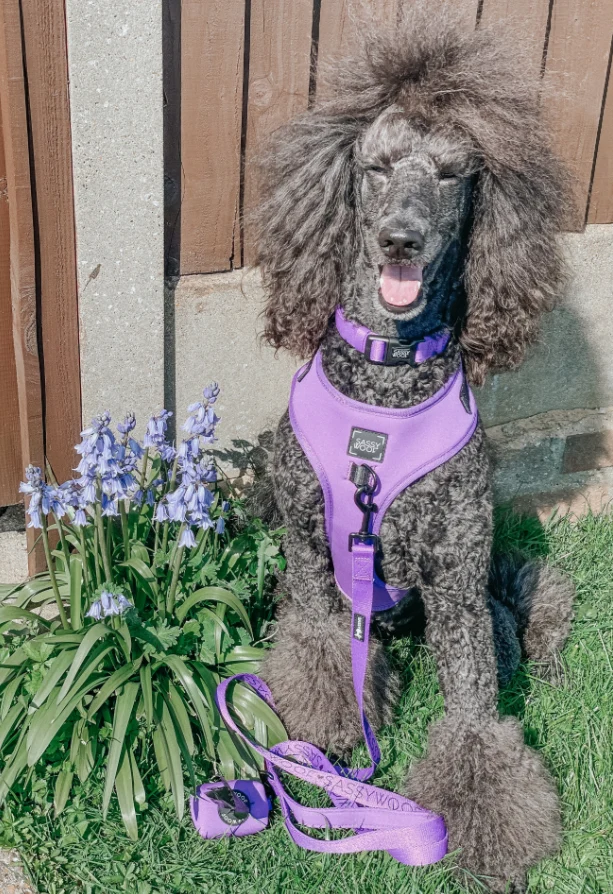 Neon Purple Collar