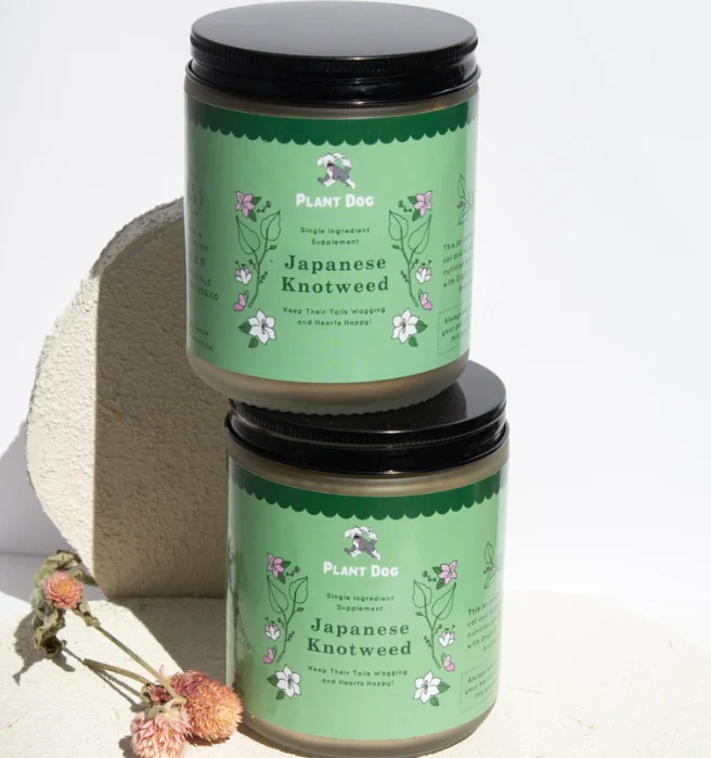 Japanese Knotweed Powder