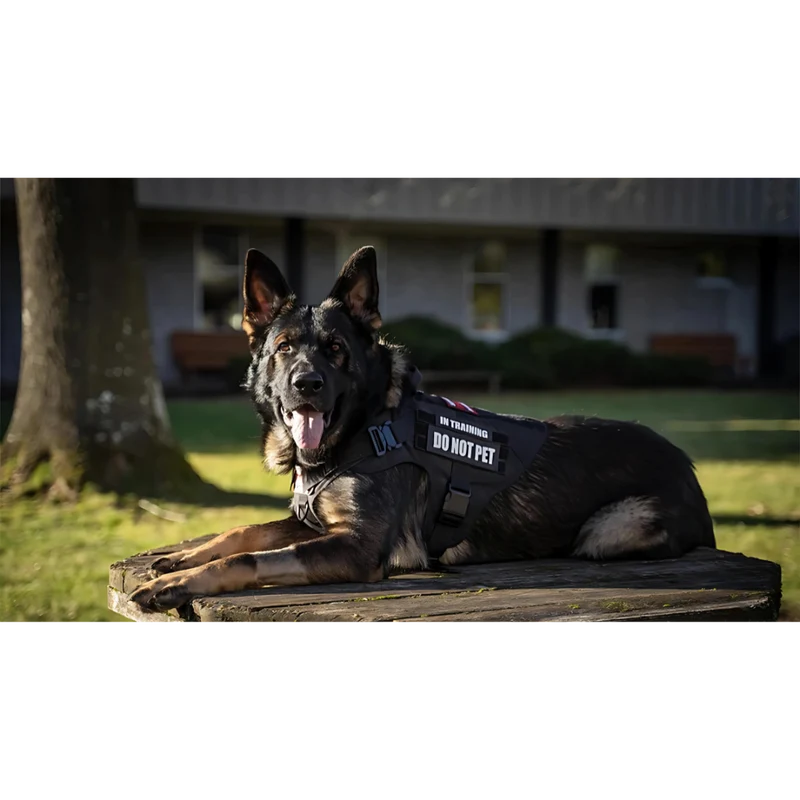 Robustes Militär Hundegeschirr für Training und Spaziergänge