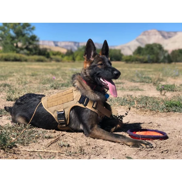 Robustes Militär Hundegeschirr für Training und Spaziergänge