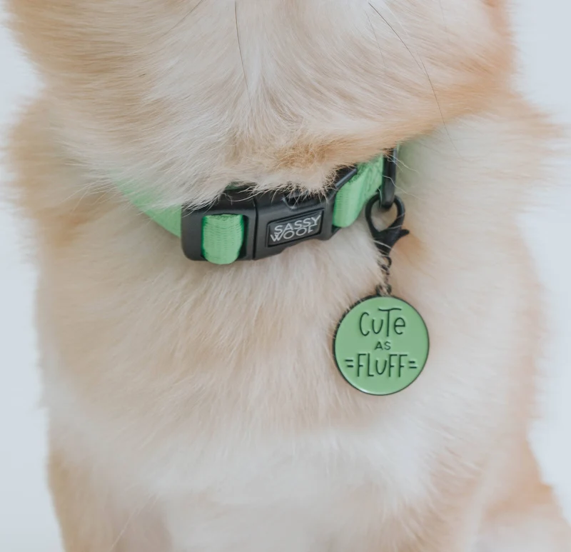 Neon Green Collar