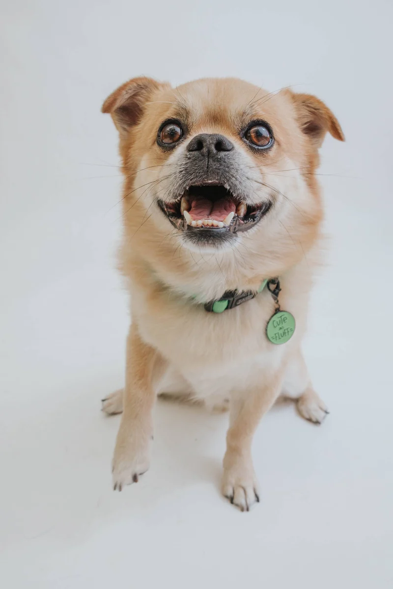 Neon Green Collar