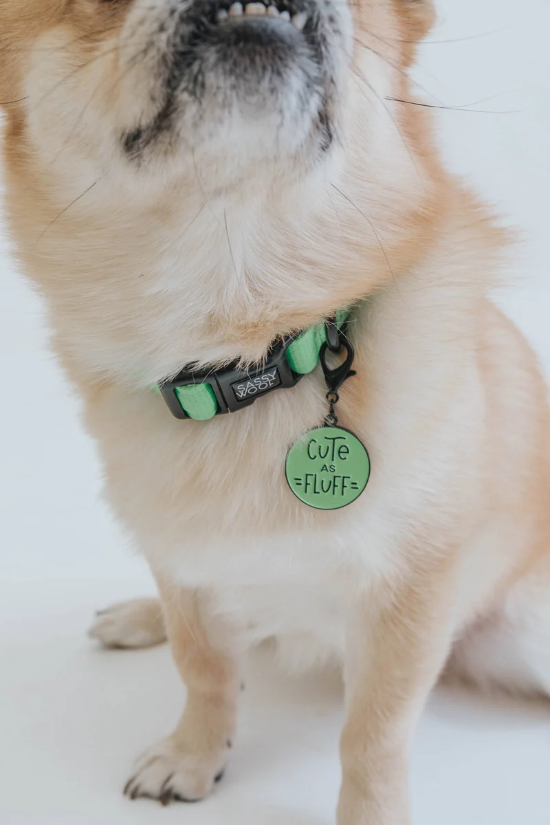 Neon Green Collar