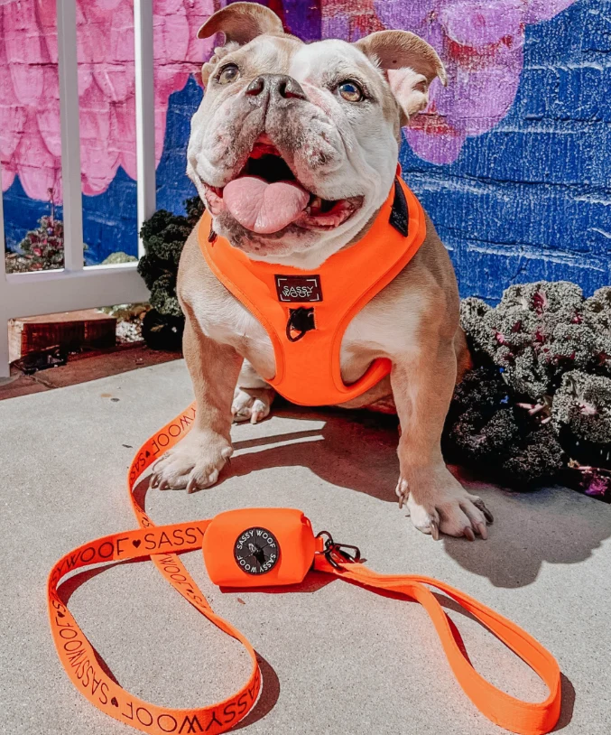 Neon Orange Leash