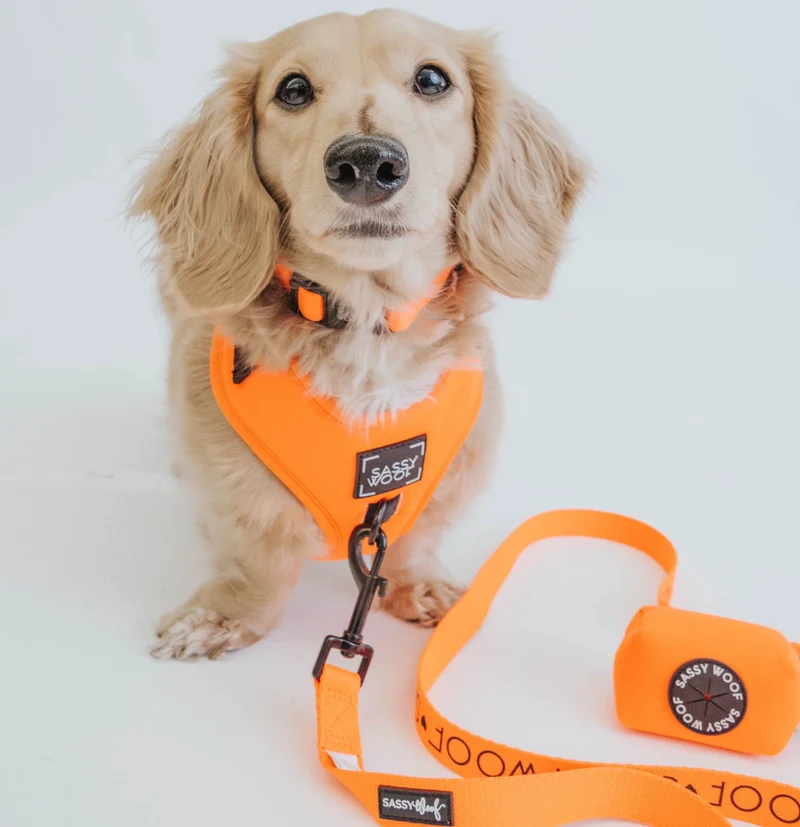 Neon Orange Leash