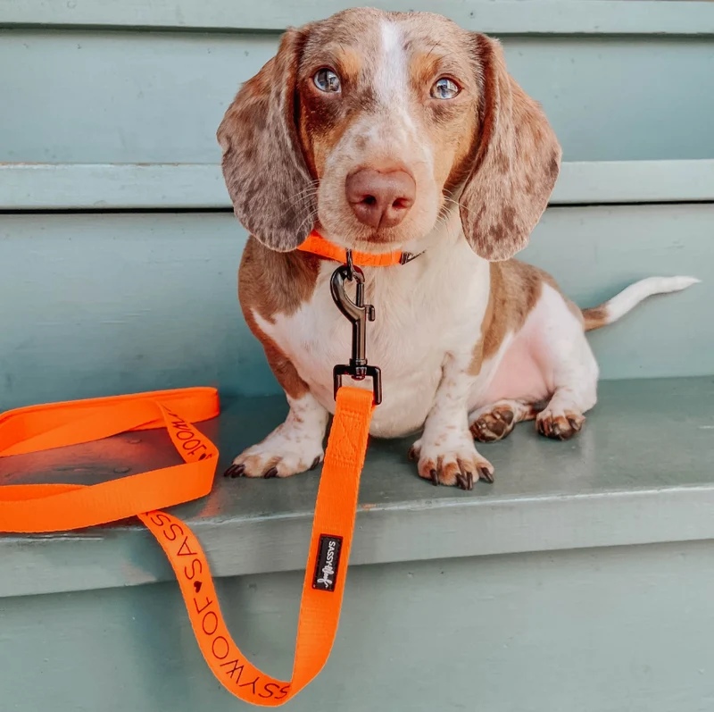 Neon Orange Collar