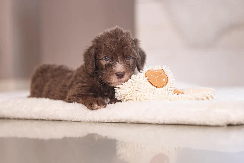 Beeztees Puppy Eco Kuscheltuch Lu - Nachhaltiges Nestdufttuch für Welpen