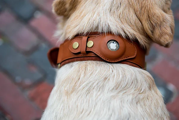 Echtes Lederhalsband mit Airtag-Halter für Hunde