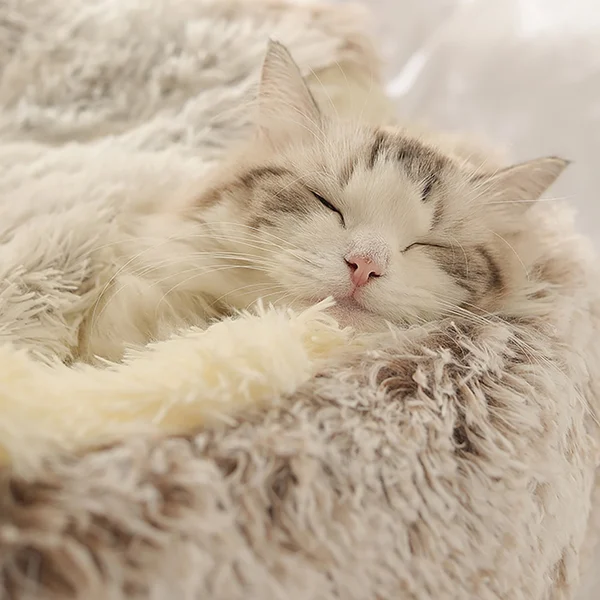 Katzenplüschbett