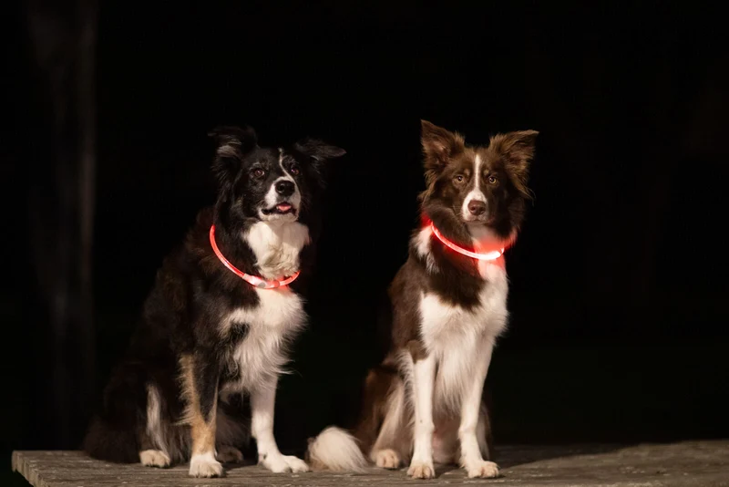 kürzbares Leuchthalsband für Hunde, wiederaufladbar