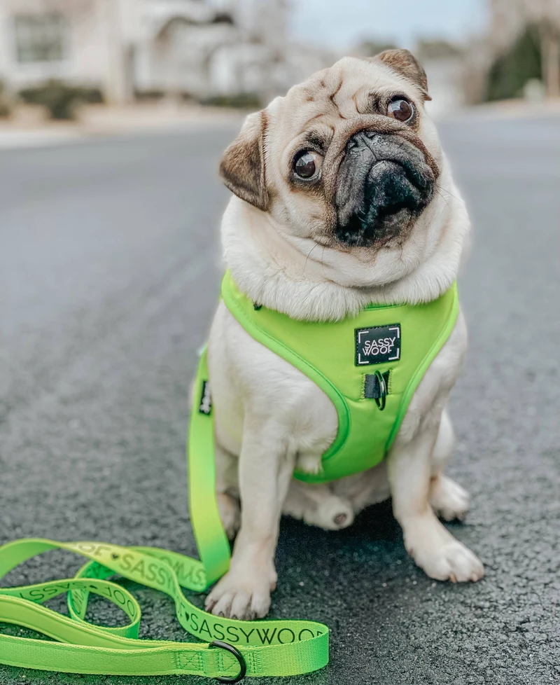Neon Green Leash
