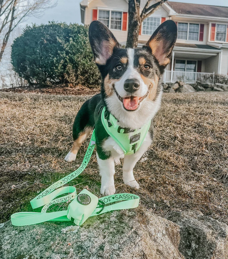Neon Green Leash