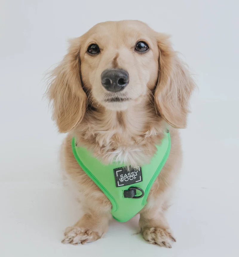Neon Green Harness