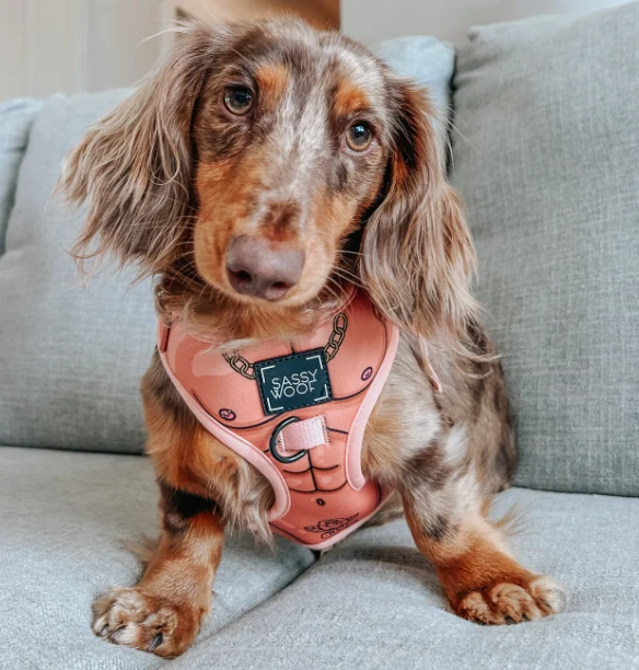 Muscle Bod Harness