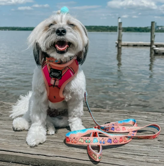 Bikini Bod Harness