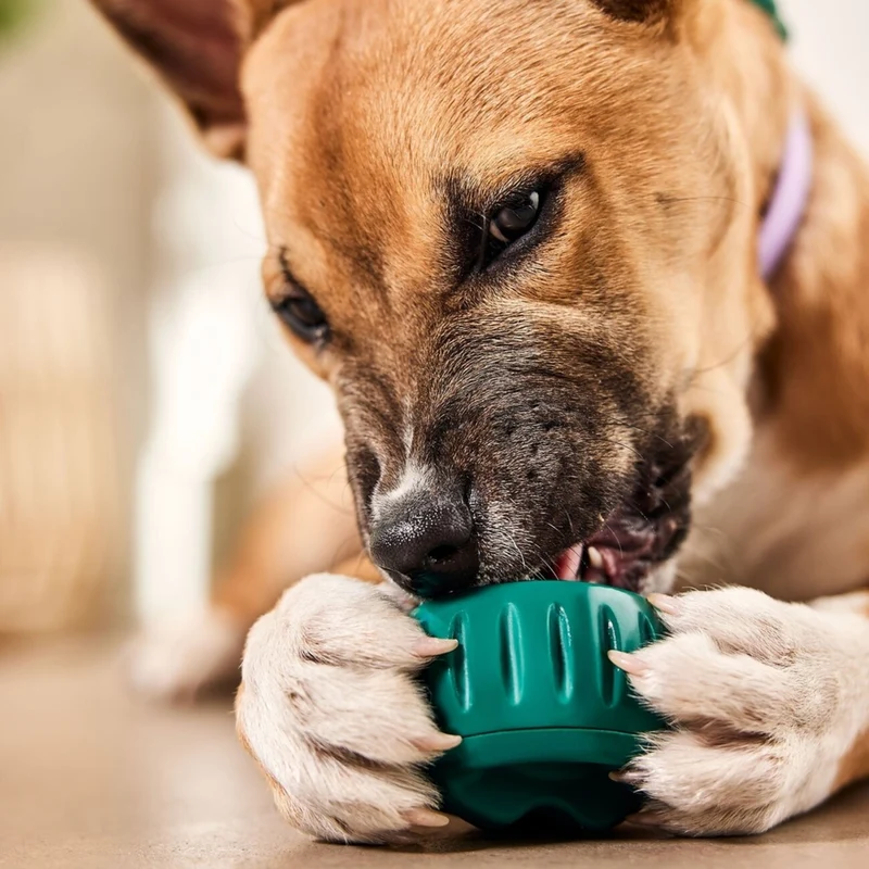 Pupsicle Grün – Kühlender Schleckspaß für deinen Hund 🐶