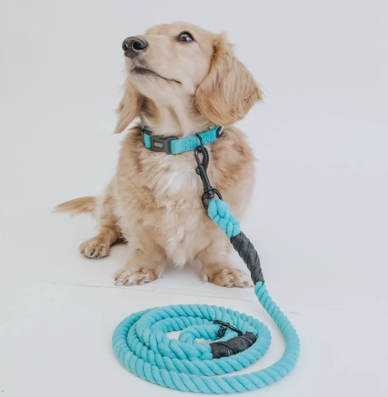 Neon Blue Collar