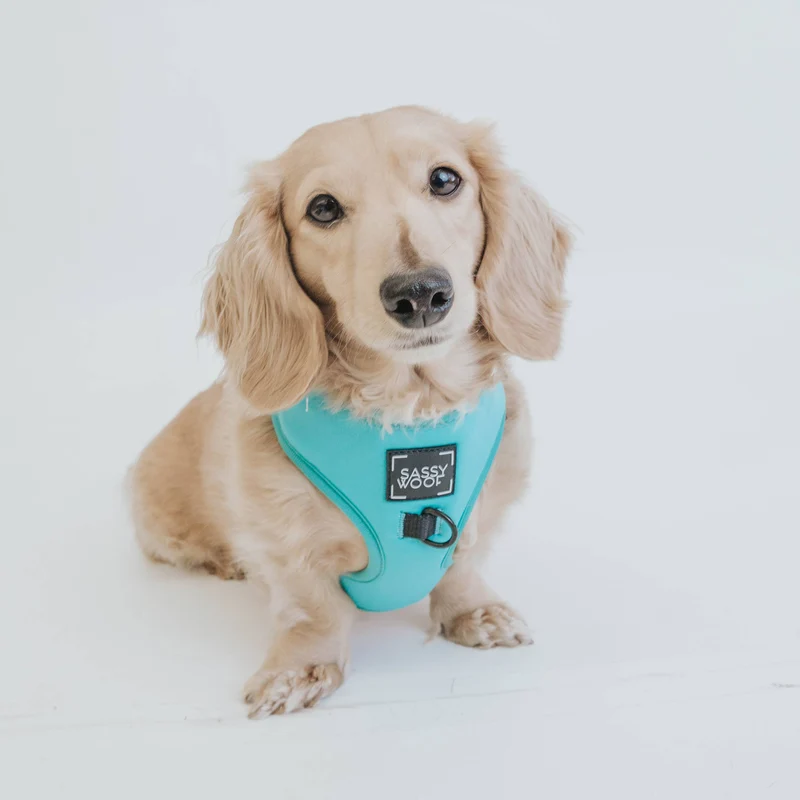 Neon Blue Harness