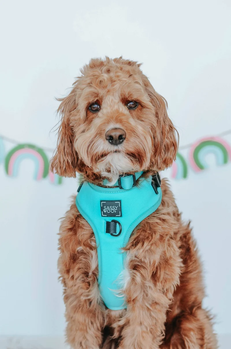 Neon Blue Harness
