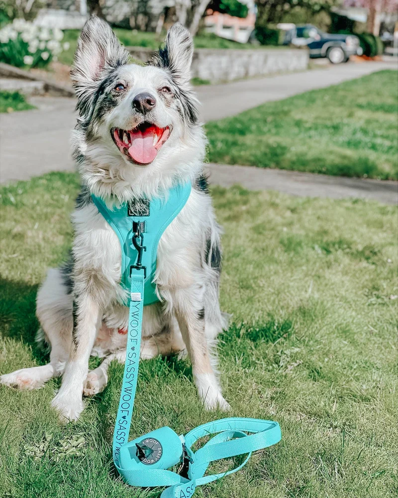Neon Blue Harness