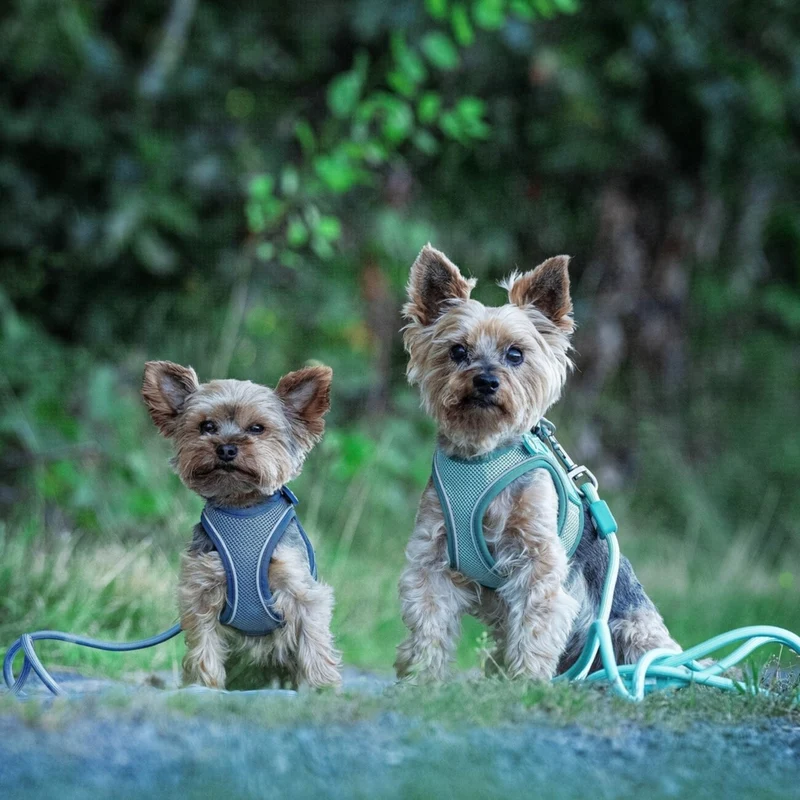Max & Molly Matrix 2.0: Stylisches Air Vest Hundegeschirr für Deinen Liebling