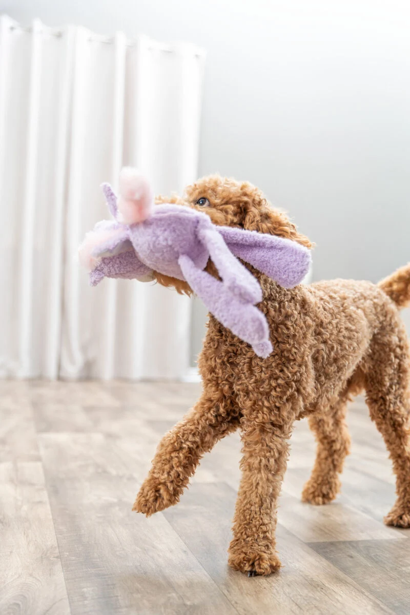 Hundespielzeug Plüsch-Einhorn, knisternd
