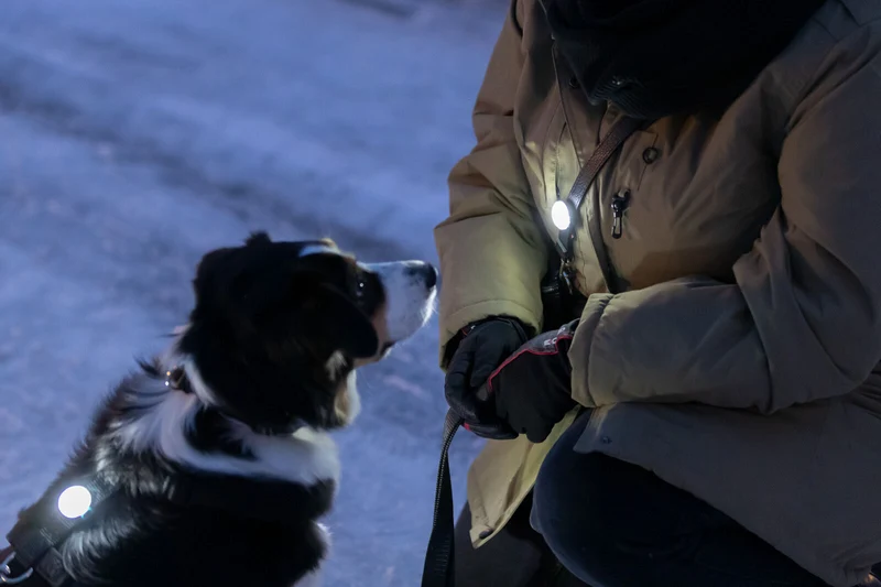 heller USB-Flasher für Hunde mit Silikonlasche