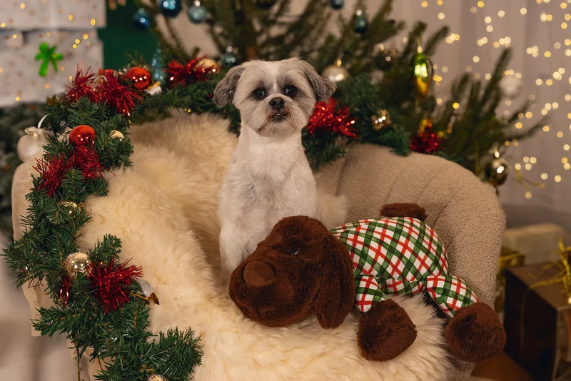 Beeztees XMAS XL Weihnachtskuscheltier für Hunde – 45x46x13 cm