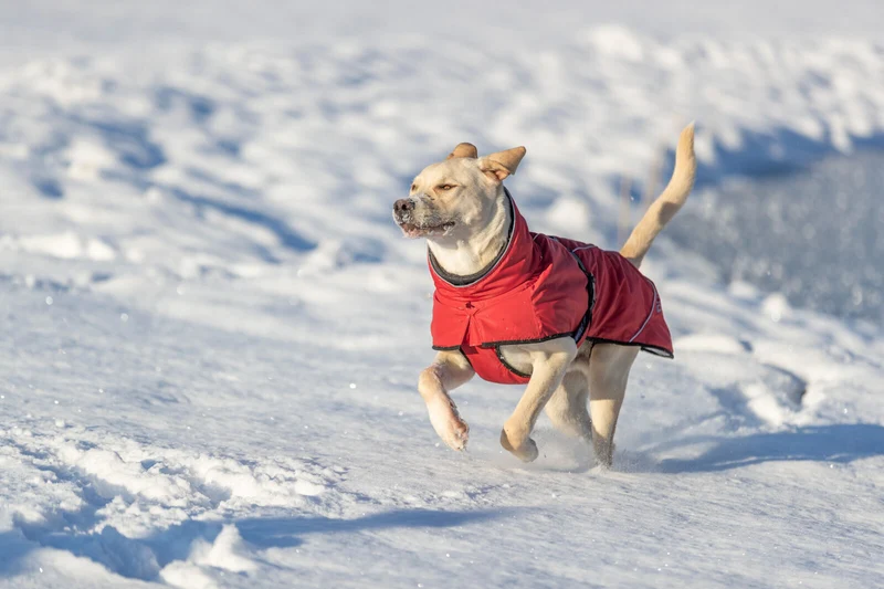 Wintermantel Explore Thermo