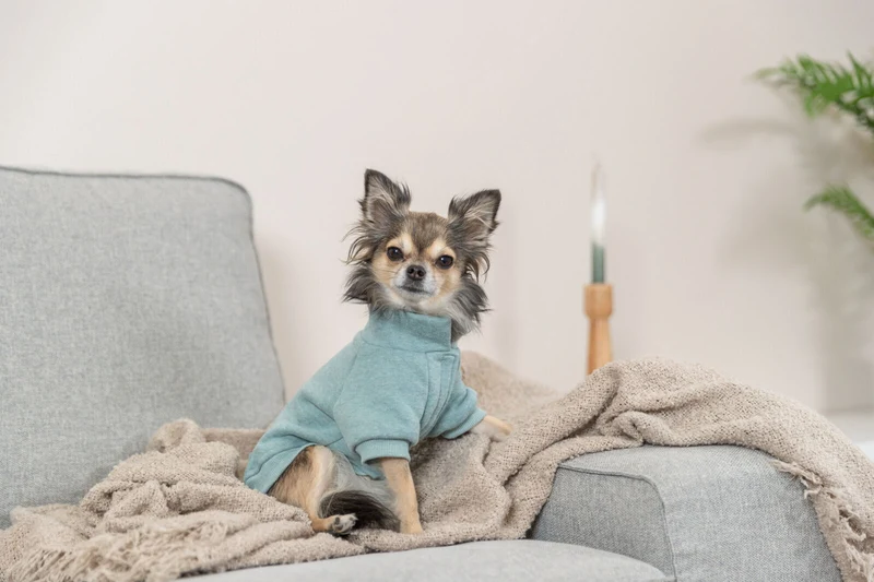 Sweatshirt Littleton