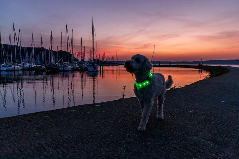 grün leuchtendes Hundehalsband, wiederaufladbar