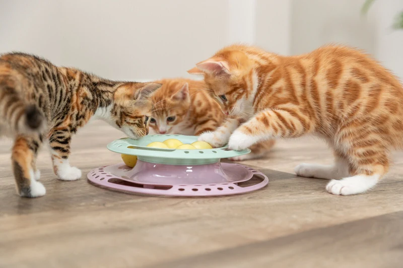 Junior Beschäftigungsspiel Kitten Circle mit Bällen